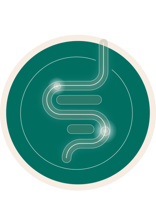Sistema gastrointestinal